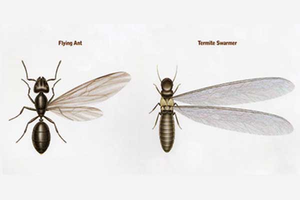 Termites versus Ants