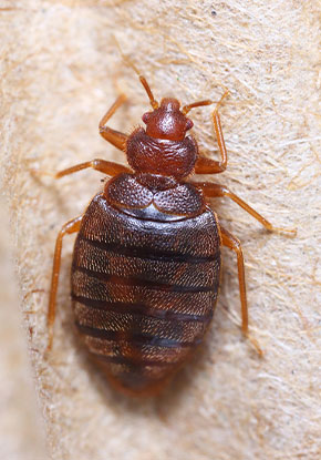 Valley Termite & Pest Control | Bed Bugs
